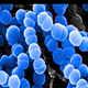 Close-up microscopic view of round, blue-colored bacterial cells clustered together, possibly representing a streptococcus bacteria colony.